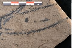 Foto (Detailansicht) von Araucaria sternbergii Goeppert (NHMW-GEO-2024-0188-8296)